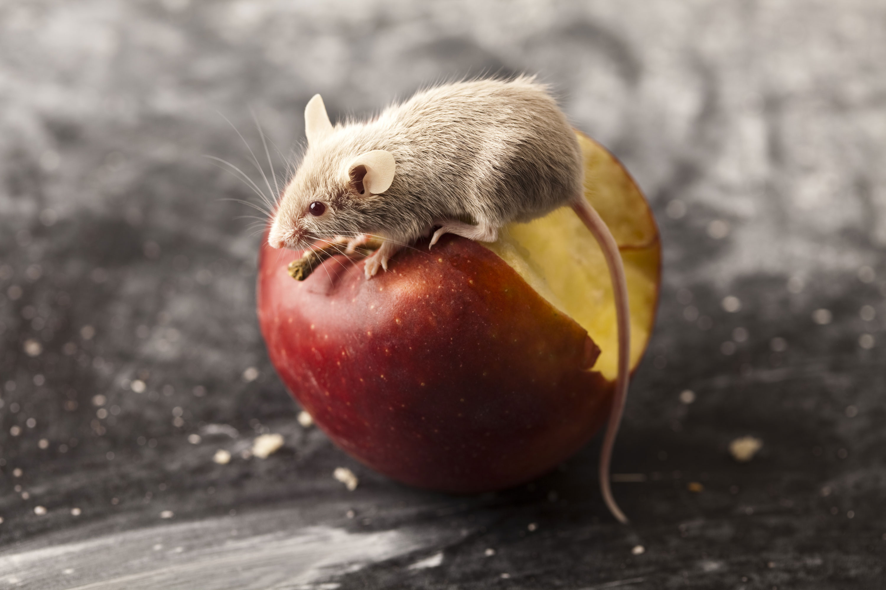 Eine Maus sitzt auf einem Apfel