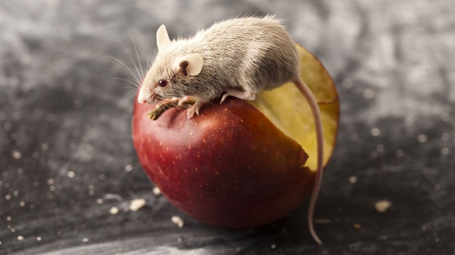 Eine Maus sitzt auf einem Apfel