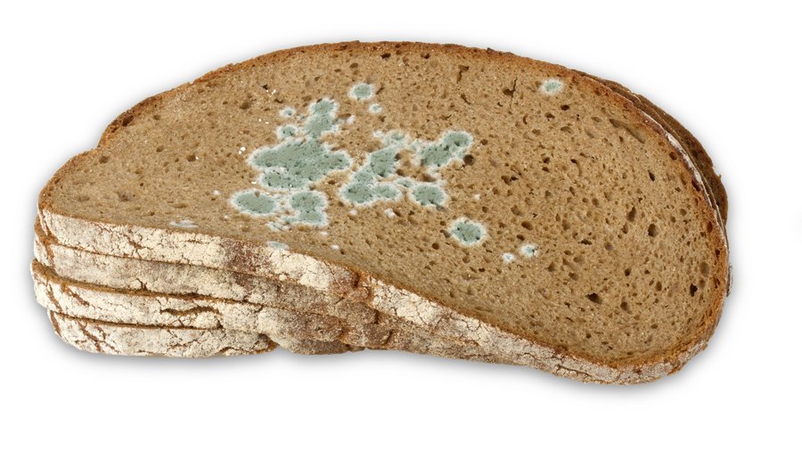 Verschimmelte Brotscheiben